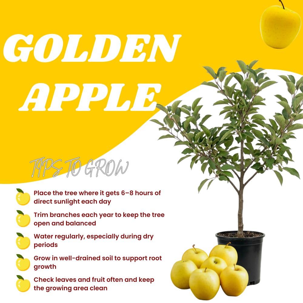 Golden Apple Trees Live Plants 3-4 Feet Tall, Sweet Apple Fruit Plants Live 3 Gallon Pot, Hardy Fruit Trees for Planting, No Ship to CA