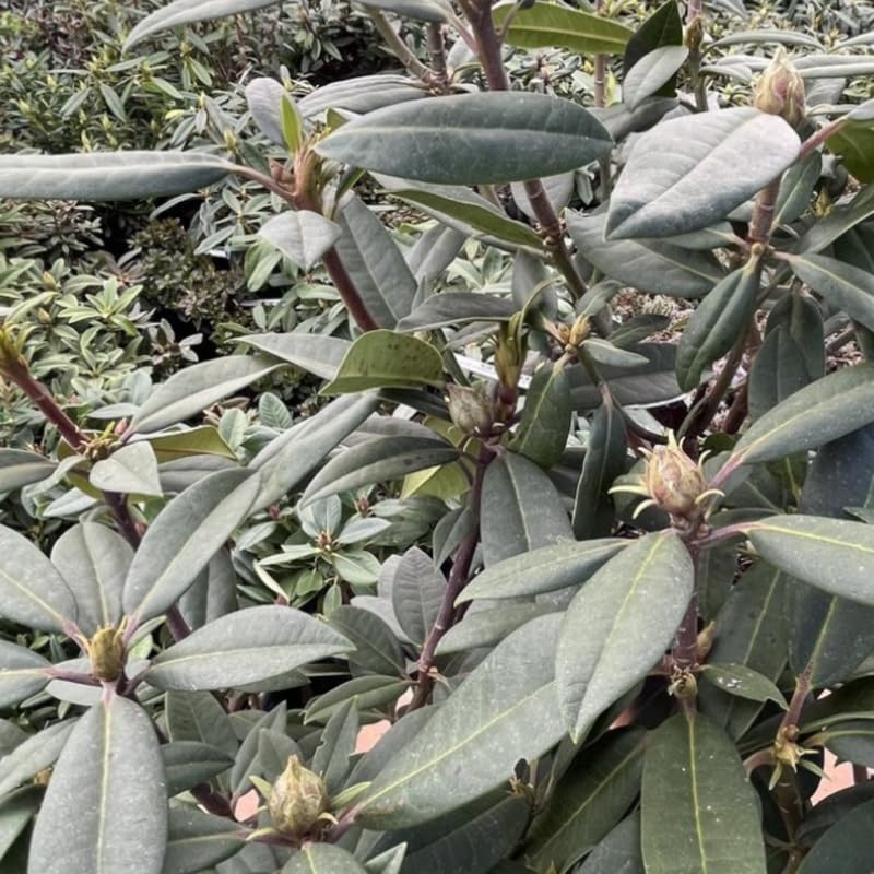 Rich Purple Rhododendron Live Plant Shrubs for Outdoor Planting, Azalea Bushes Ready to Plant, Fragrant Rhododendron Plant Live