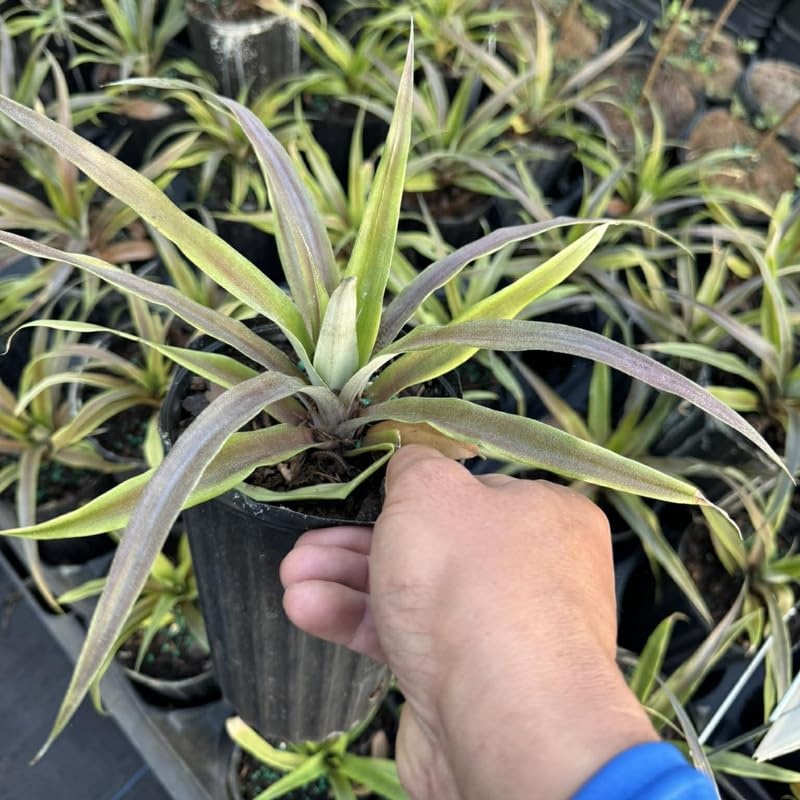 Pineapple Plant Live - 1 Ft Tall in 1 Gallon Pot, Tropical Pineapple Fruit Plant for Indoor and Outdoor Garden, Patio Growing, No Ship to CA