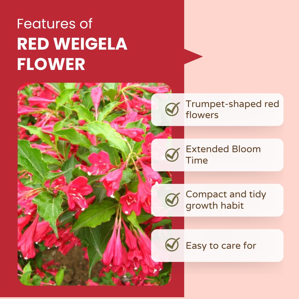 Red Weigela Live Plant, Spring Blooming Shrub in 4” Pot, Hardy Perennial Flowering Bush for Garden Borders, Cold Hardy, Dormant in Winter