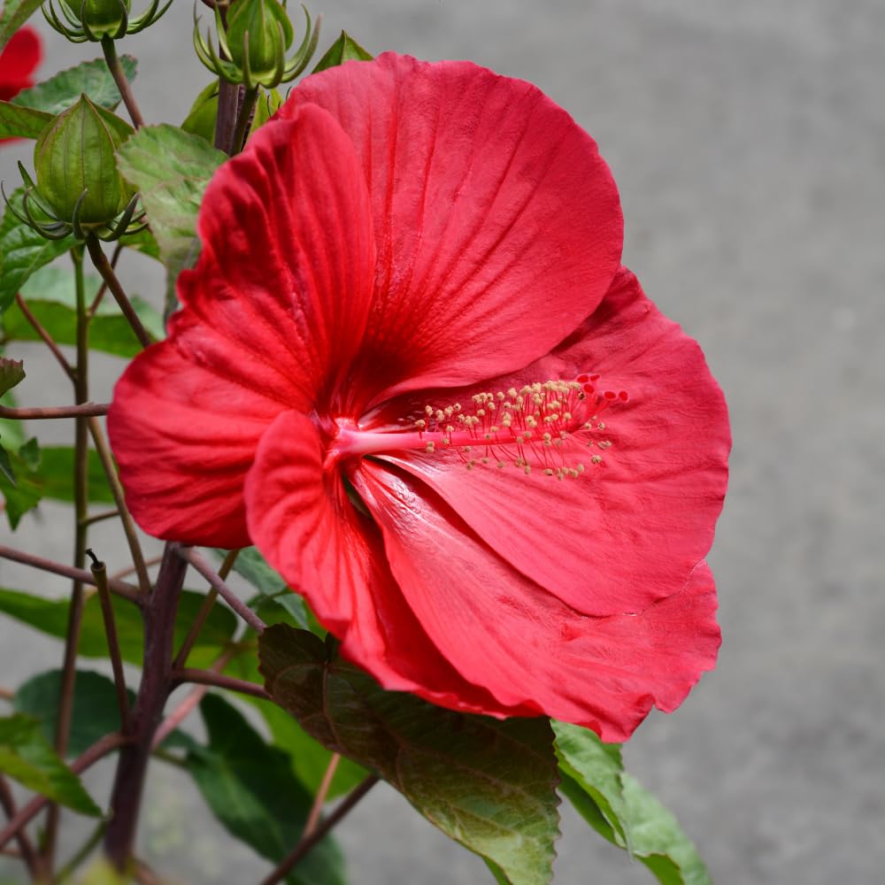 3 Red Hibiscus Flower Plants, Hibiscus Tree Live Plant, 5 to 8 Inc Tall, Hardy Hibiscus Plants Live, Easy to Plant