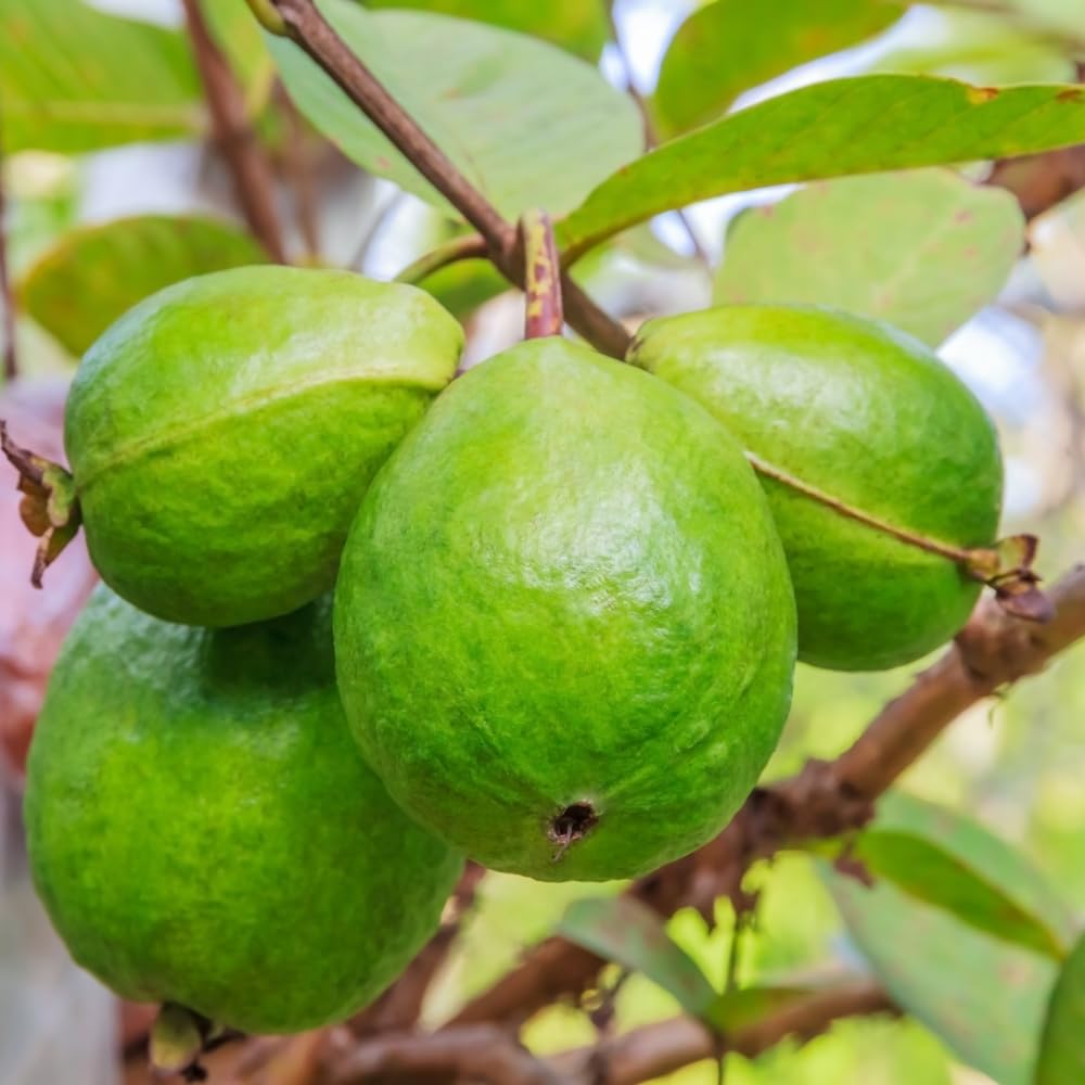 Guava Tree in 3 Gallon Pot, High Yielding Guava Fruit Tree Plant for Outdoor Garden, Tropical Plant for Backyard Orchard, Patio or Landscape Growing (Red Guava)