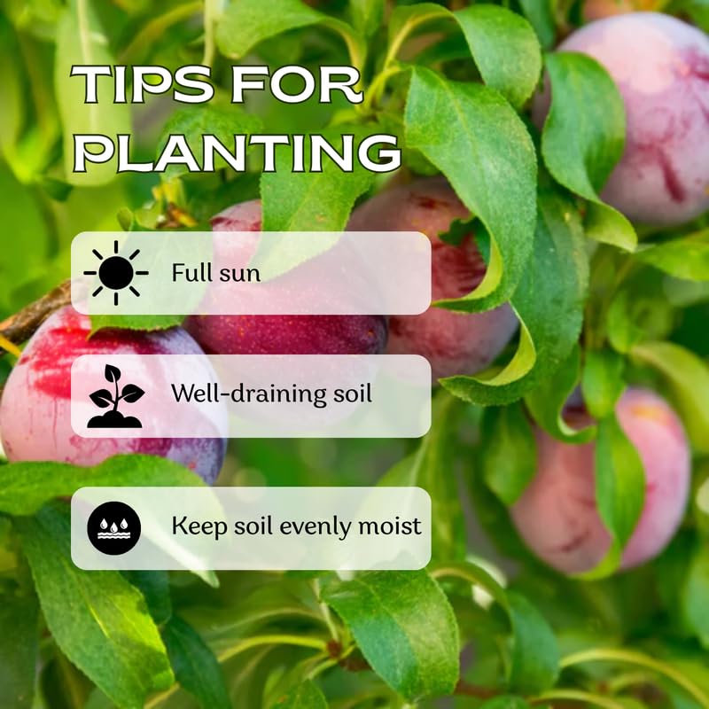 Plum Tree 1-2 Ft Tall, High Yielding Sweet Plum Plant Live, Perennial Fruit Tree for Outdoor Planting, Red Purple Plum Fruits
