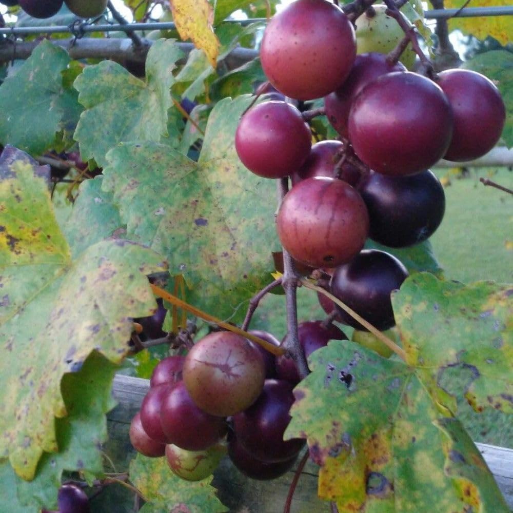 No CA, Muscadine Grape Plant 1 Gallon Pot, Sweet Grapes Vines for Planting, 20-24" Tall, Backyard Garden Plants