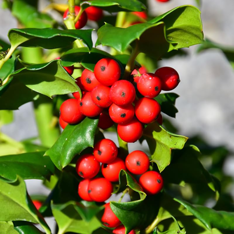 Girl Holly Tree Live Plant in Quart Pot, Elegant Plant for Landscapes,Yard, Outdoor Planting, Dormant in Winter, Fast Growing Shrub Hardy