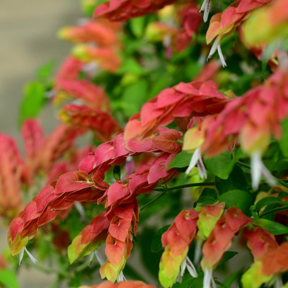 3 Red Shrimp Plants Live for Garden, 5 to 7 Inches Tall, Live Shrimp Plants Outdoors