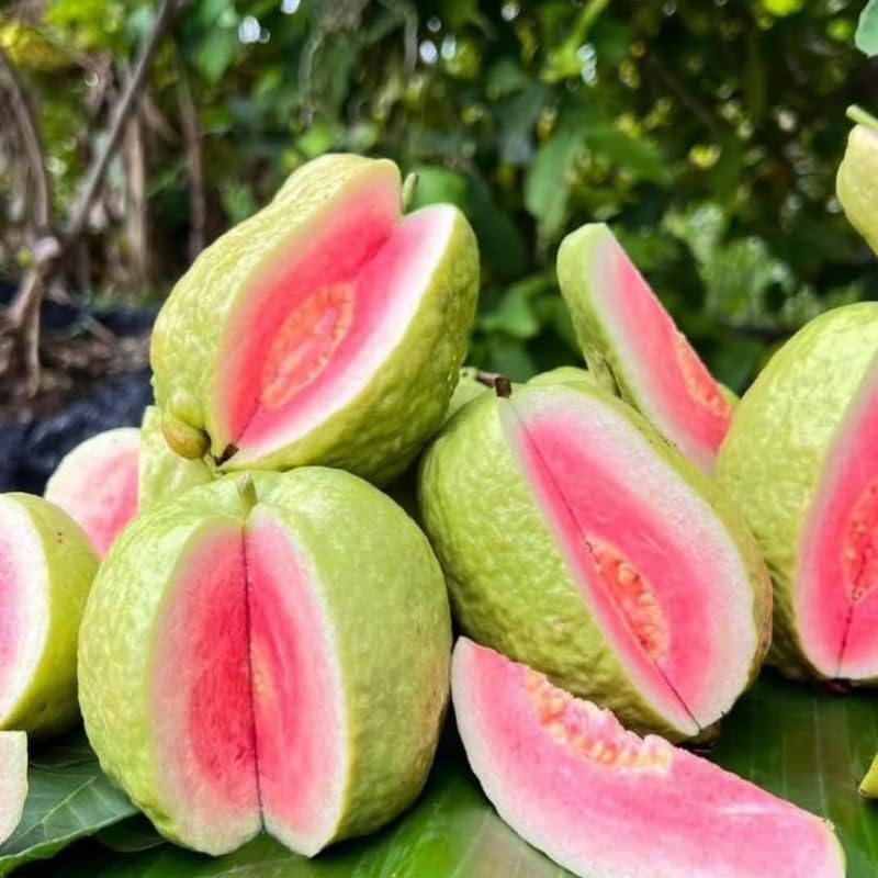 Pink Guava Plant, 3 Gallon, 2-3 Ft Tall Sweet Pink Guava Live Plant Potted, Tropical Fruit Plant, No Ship to CA