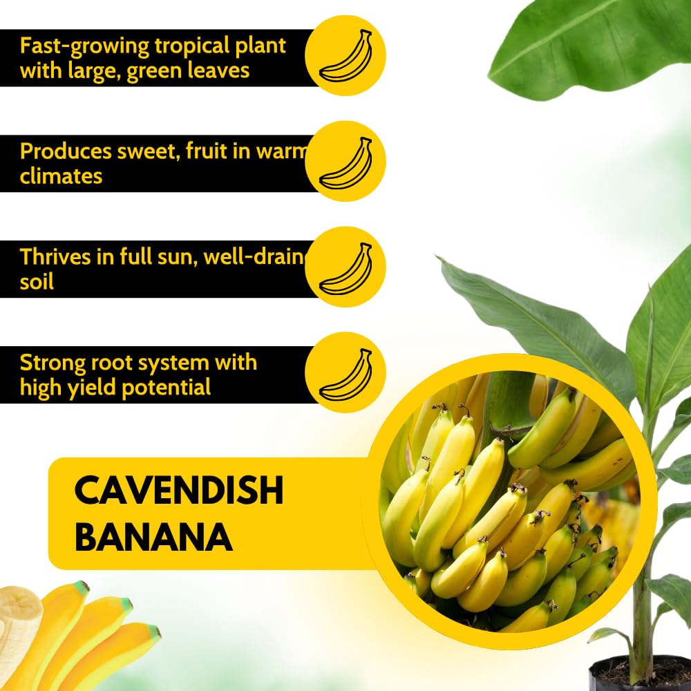 Dwarf Cavendish Banana Live Plant, Cold Hardy Fruit Tree, 1-2 Feet in Gallon Pot, Tropical Fruit for Outdoor Growing, No Ship to CA