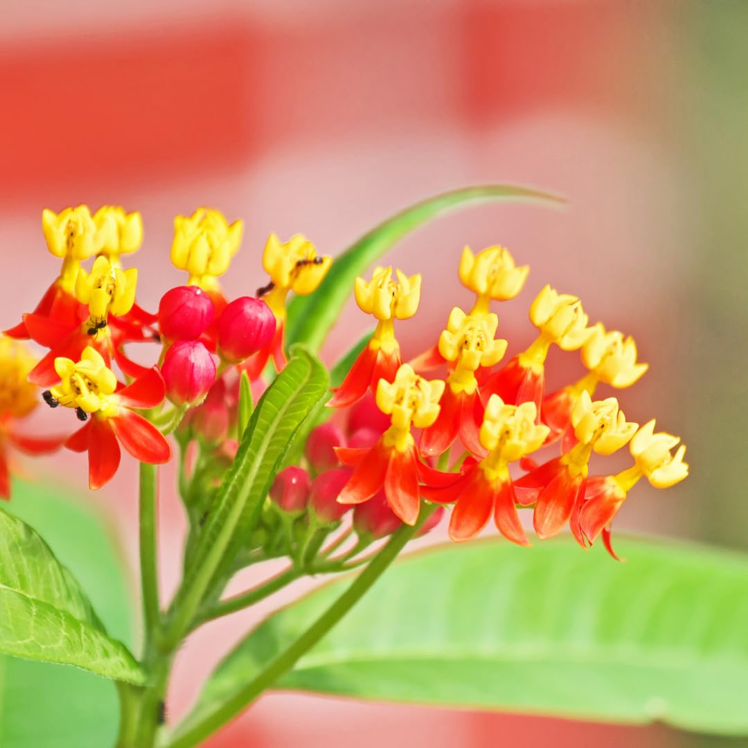 Set of 2 Live Milkweed Plants, Perennial Butterfly Milkweed Plants, Asclepias Tuberosa Plant, 5-8 Inch Tall for Indoor or Outdoor Planting (Red Milkweed)