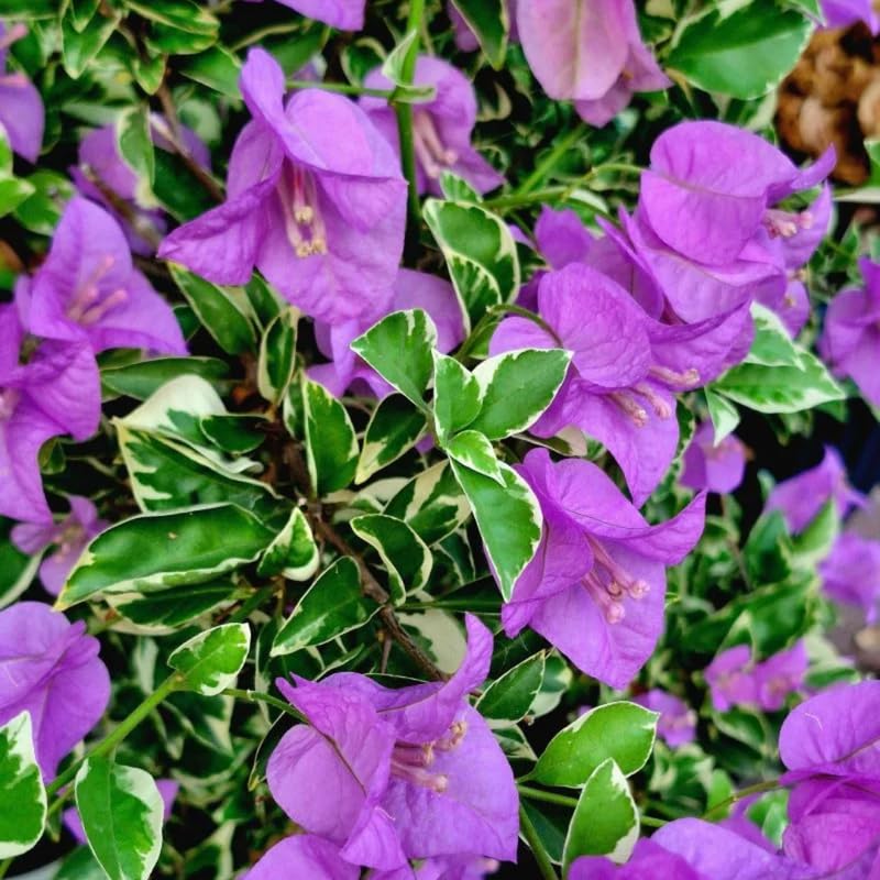 3 Blueberry Ice Bougainvillea Plants Live, 4-8” Tall Flowering Bougainvillea Vines, Tropical Climbing Plants for Garden or Containers, No Pot