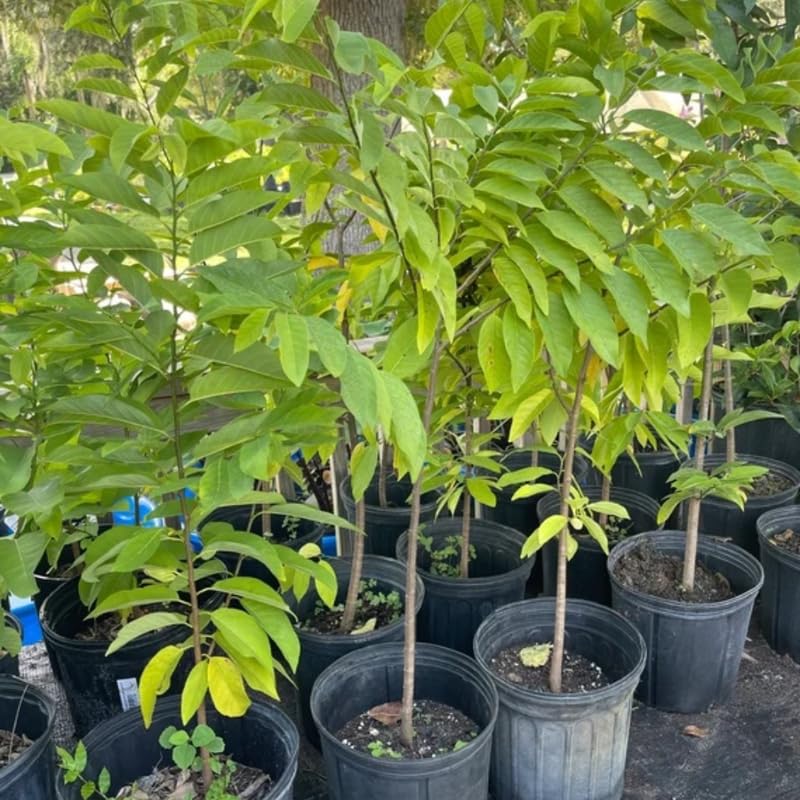 Sugar Apple Tree Live Plant in 5 Gallon Pot, 3-4 Feet Tall, Sweet Custard Apple Fruit Tree, Tropical Annona Squamosa Tree