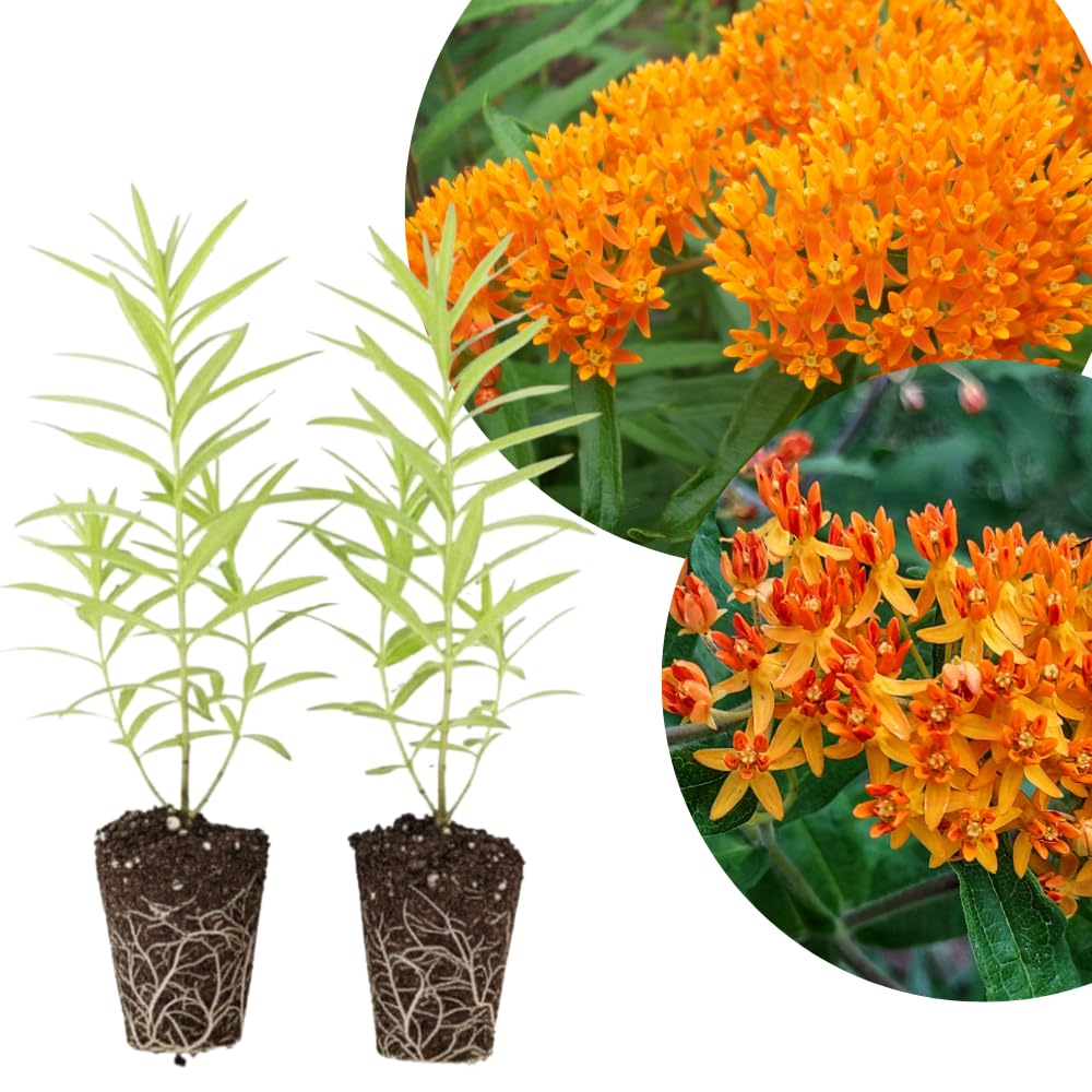 Set 2 Orange Milkweed Plants Live, 5-8" Tall Perennial Butterfly Milkweed Plants, Well Rooted, Asclepias Tuberosa Live Plant