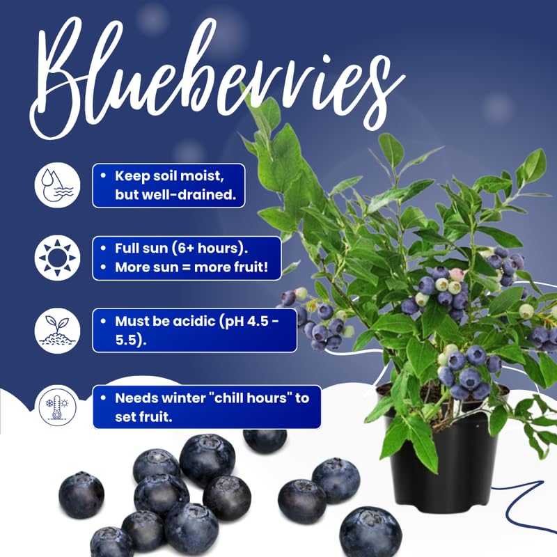 Sets 2 Blueberry Trees Live Plants, Blueberries Bushes, Hardy and High Yield, Seedlings Southern Highbush Blueberry Plants Live for Outdoor Growing, 5-7" Tall (Blue)