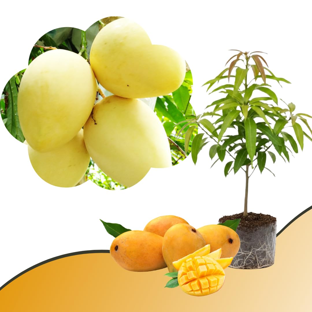 Mango Tree Live Plant, Sweet Mango Plant, Tropical Fruit Tree in 3 Gallon Pot for Outdoor Planting (Tart Sweet Mango)