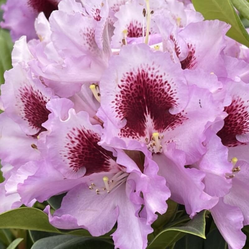 Pink Rhododendron Live Plant Shrubs for Outdoor Planting, Azalea Bushes Ready to Plant, Fragrant Rhododendron Plant Live