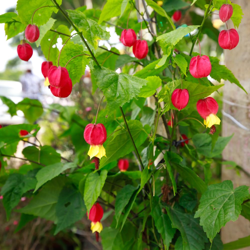 4 Red Abutilon Plants Live, Hanging Lantern Trailing Abutilon Flowering Live Plants, Well Rooted Plugs 2-5" Height
