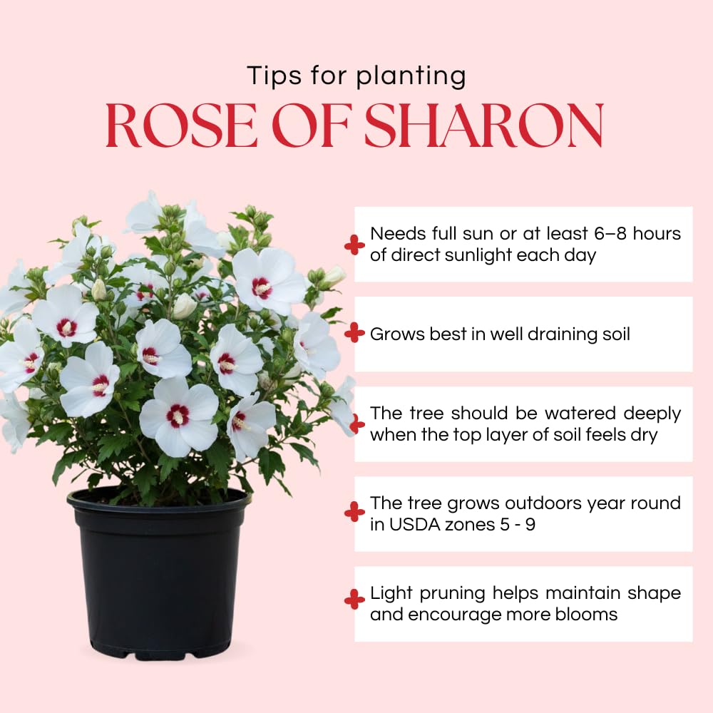 Rose of Sharon Plant Live, Rose of Sharon Tree Live Plant, Well Rooted Red and White Flowering Althea Plants, Hibiscus Shrub for Outdoor Planting, 1.5 to 2.5 Feet Tall