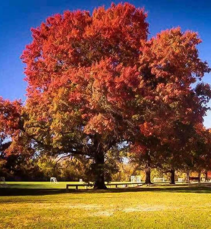 1 Year Old Chestnut Oak Tree Live Plant in 4" Pot, Fast Growing Shades Tree, Well-Rooted Seedling, Dormant in Winter, 6-12 Inches in Tall