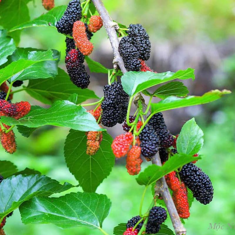 Red Mulberry Tree Live Plant, Hardy Well Rooted 4-8'' Tall, Mulberry Fruit Tree for Indoor Outdoor Spring Planting Mulberries