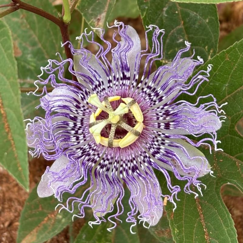 2 Light Blue Passion Flower Plants, 4-8'' Tall Red Passiflora Plant Vine for Planting, Vibrant Passion Flower Starter Plant for Home Garden and Containers, Well Rooted to Grow
