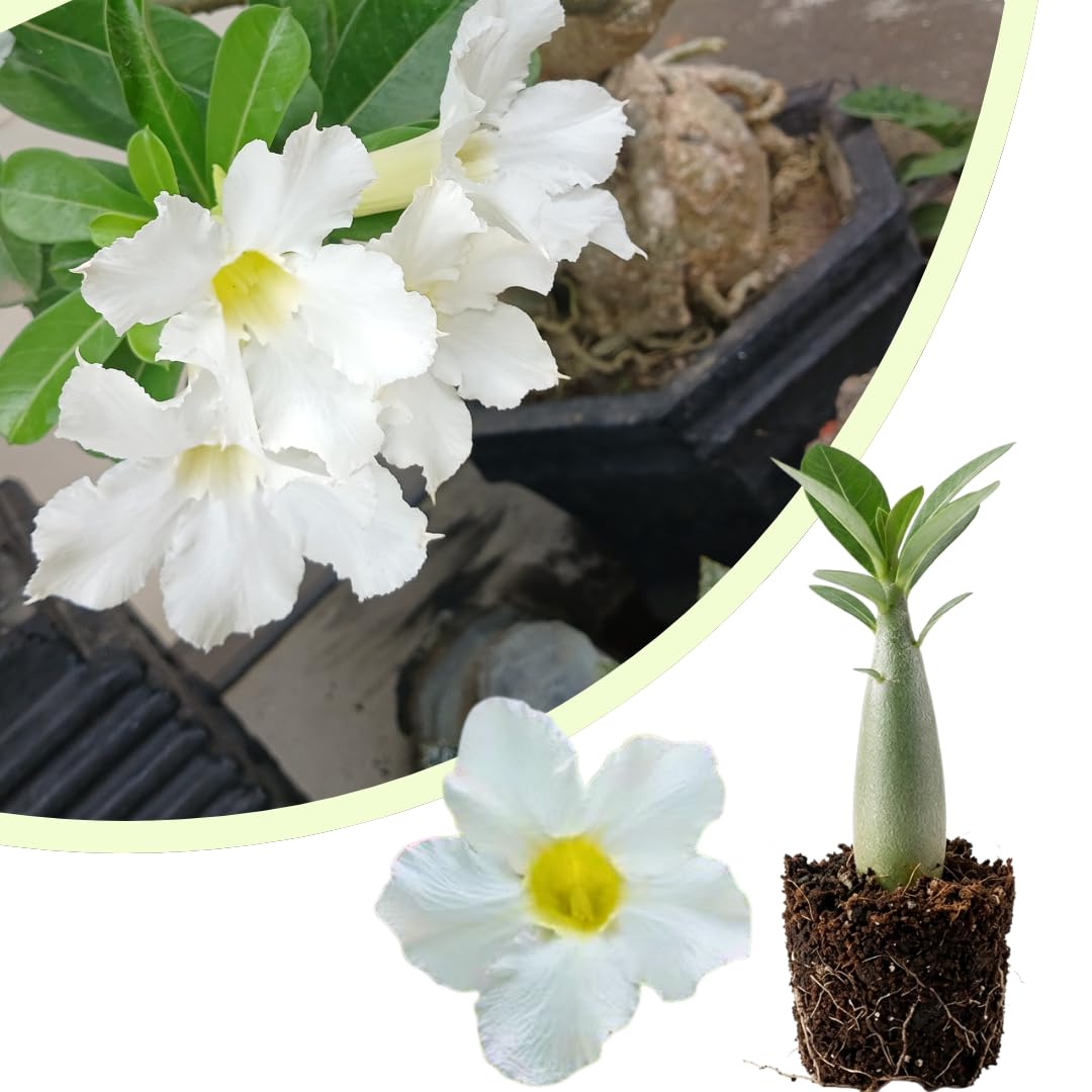 Live Desert Rose Plant, Adenium Obesum Desert Rose, Flowering Succulent, 4-7 Inches Tall for Indoor or Outdoor Planting (White Desert Rose)