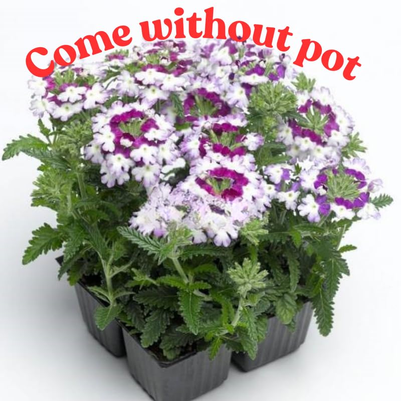 Sets 4 Pink Verbena Plants Live Perennial Outdoor Sping Growing, Size 4-6" in Tall, Ready to Bloom, Ornamental Landscapes, Trailing Hanging Basket