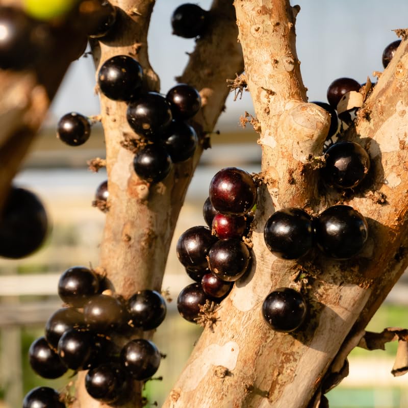 Jaboticaba Tree Live Plant, Jabuticaba Fruit Tree, Sweet Fruit for Outdoor Gardening, 2-3 Feet Tall in 3 Gallon Pot, No Ship to CA