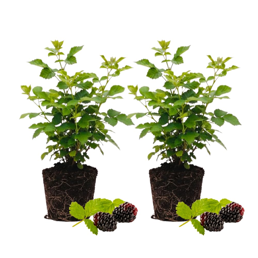 Set 2 Thornless Boysenberry Plants, Boysenberry Plants for Planting, Sweet Berries, 4 to 6 Inches Tall, Indoor Outdoor Growing