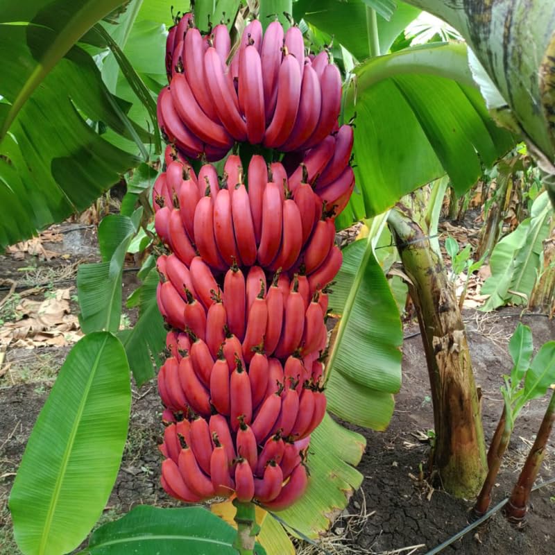 Sets 2 Red Banana Trees Live Plants Well-Rooted, High Yield Easy to Grow Banana Plants, 4-9 Inc Tall, No Pot, Cold Hardy, Compact Size