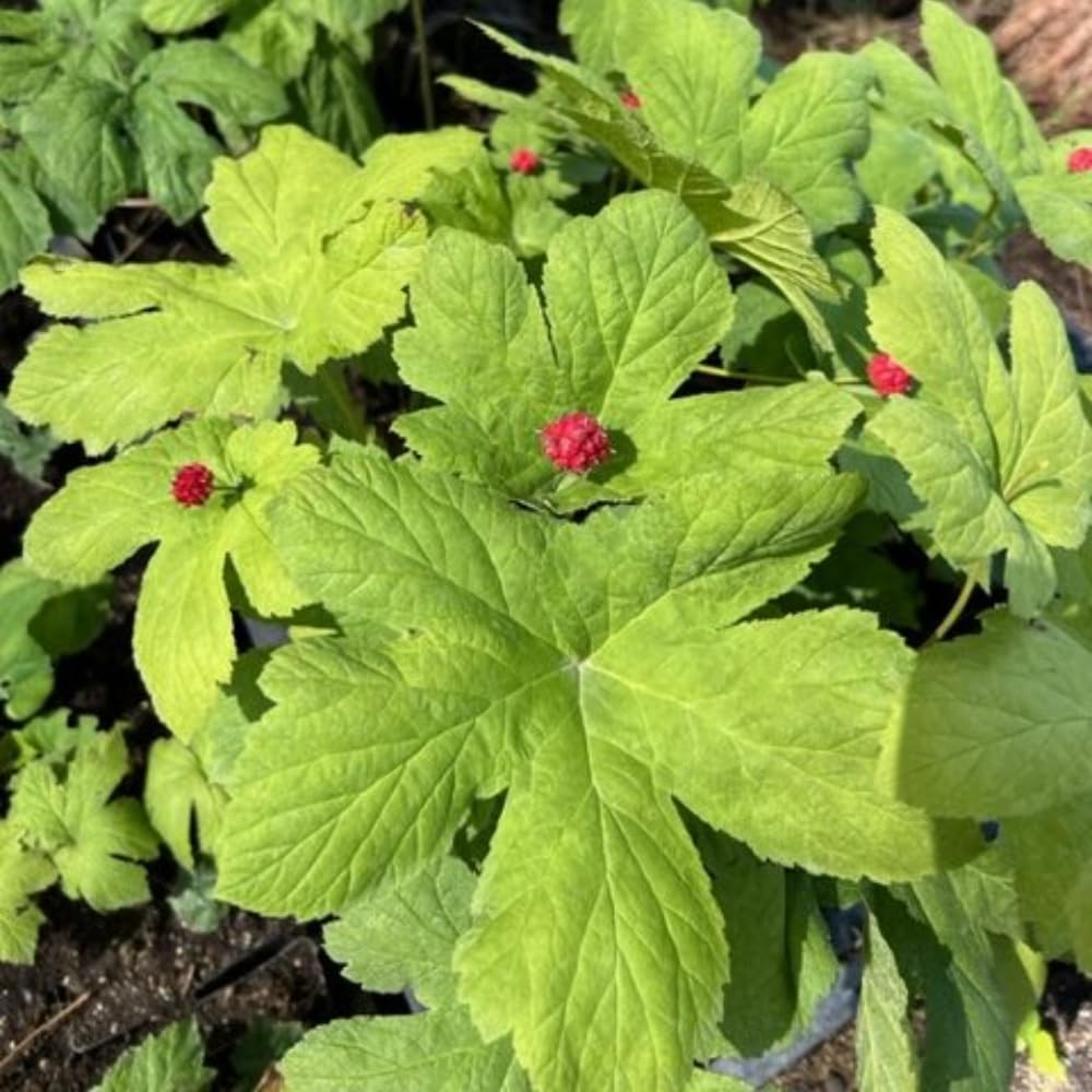 5 Goldenseal Roots Live Plants, Bare Root Goldenseal Herb for Outdoor Growing and Planting