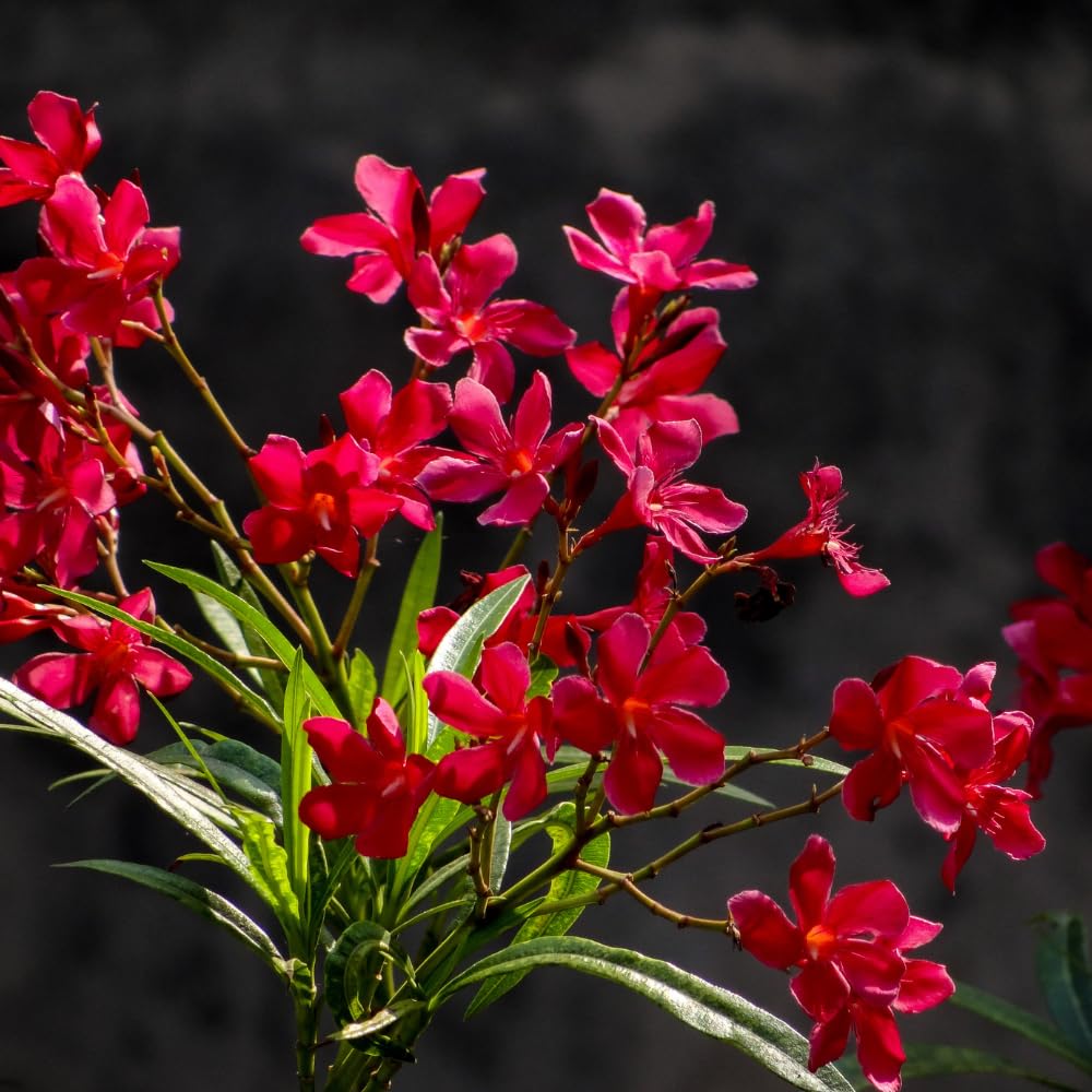 2 Pink Oleander Plants Live, Hardy Flower Plant from 4 to 6 Inches