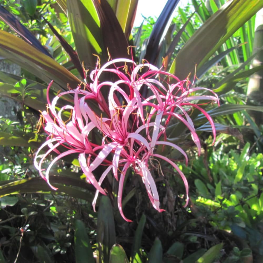 Queen Lily Live Plant, Pink White Lily Plant Live, 2-2.5 Feet Tall, Tall Fragrant Flowering Lilies in 1 Gallon Pot