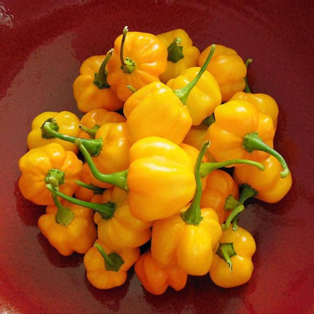 50 Yellow Scotch Bonnet Pepper Seeds, Hot and Spicy Jamaican Peppers for Home Gardening