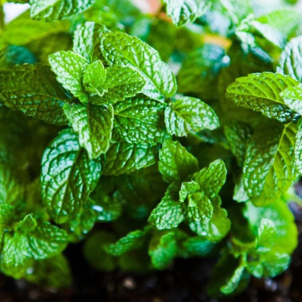 Mixed Mint Plants Live, 4 Pack Assorted Mint Varieties, 4-6" Tall, Culinary Herb Plants for Indoor or Outdoor Growing