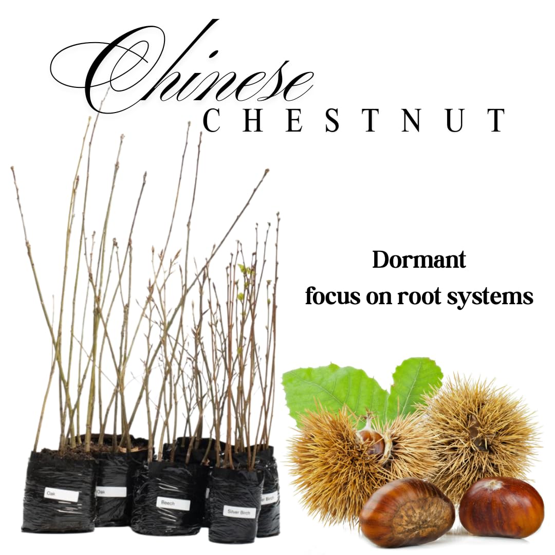 Chestnut Tree Live Plant, Fast Growing Nut Tree, Well-Rooted Seedling, Dormant in Winter, 6-12 Inches in Tall