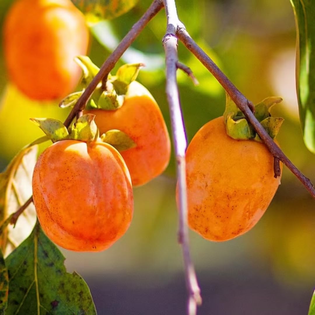Ready to Bear Fruit Hachiya Persimmon Tree Live Plant in 3 Gallon Pot, 3-4 Feet Tall, Sweet and Cold Hardy, Dormant in Winter