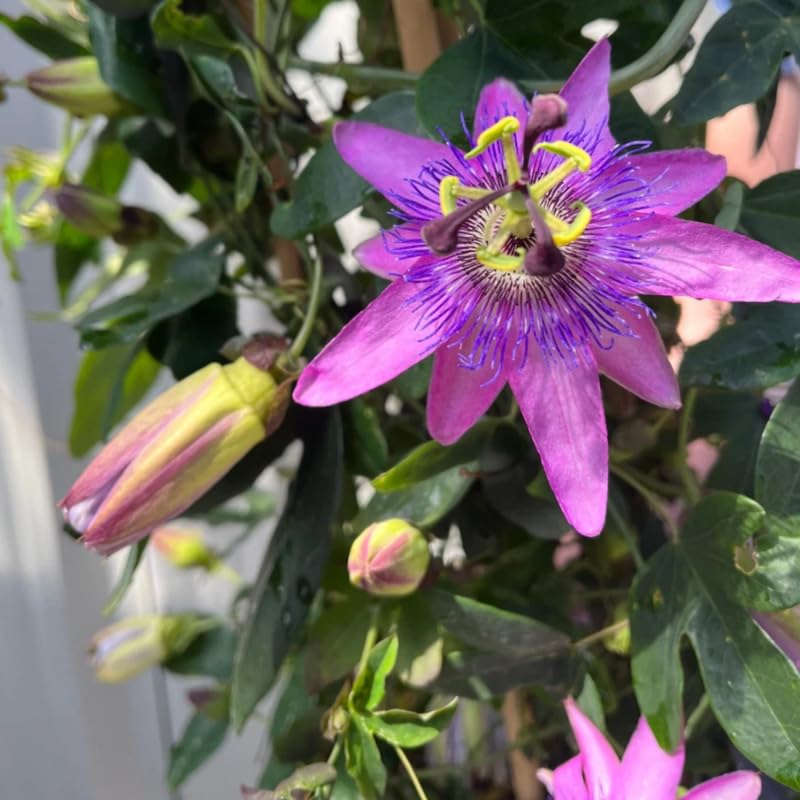 Lavender Passion Flower Plant Live, Passiflora Vine for Garden, 4-8" Tall, Hardy Flowering Vine for Garden or Trellis