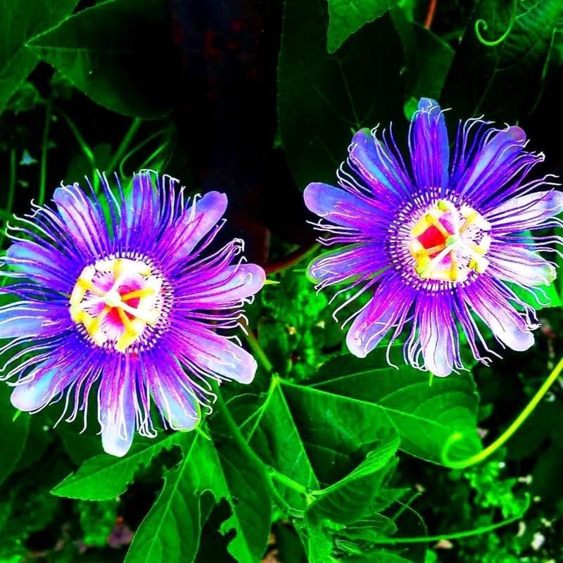 Mixed Passion Flower Plant Live, Passiflora Vine for Garden, 4-8" Tall, Hardy Flowering Vine for Garden or Trellis
