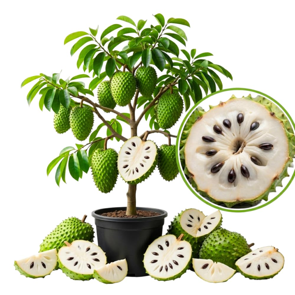 Soursop Tree Plant Live, 2-3 Feet Tall, Annona Muricata Tropical Fruit Tree for Outdoor Indoor Planting, High Yield, Live Soursop Tree in 1 Gallon Pot, High Yield, No to CA