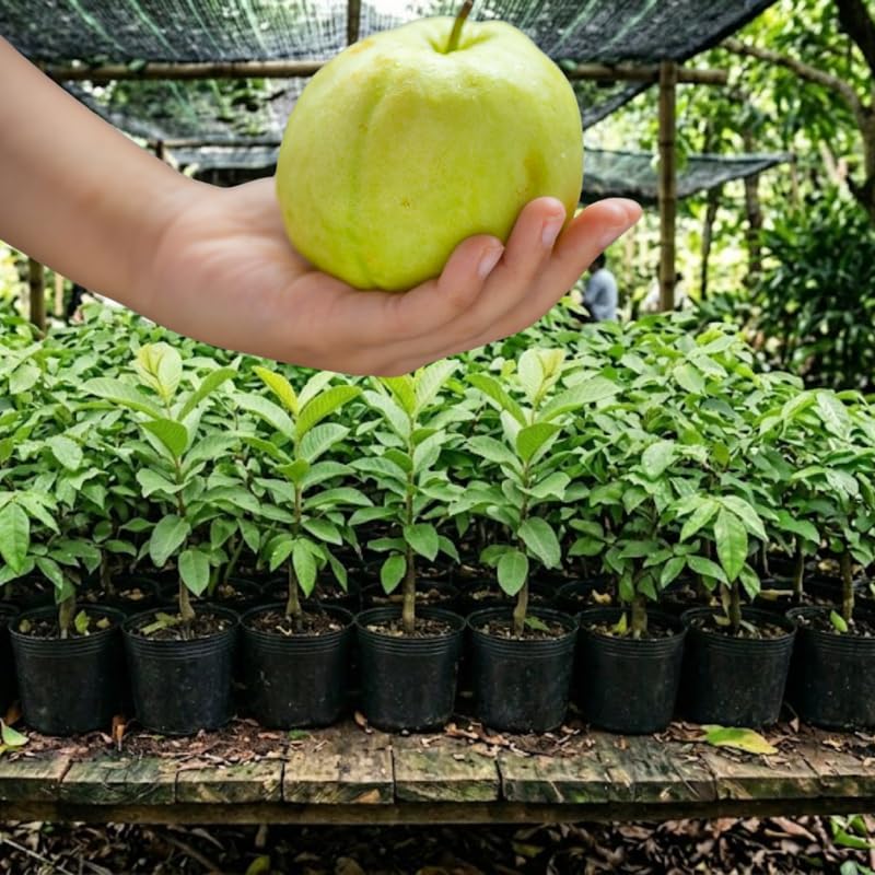 Ruby Guava Tree Live Plant in 3 Gallon Pot, Fragrant and Edible Guava Fruit Bearing Tree from 2 to 3 Feet Height, No Ship to CA