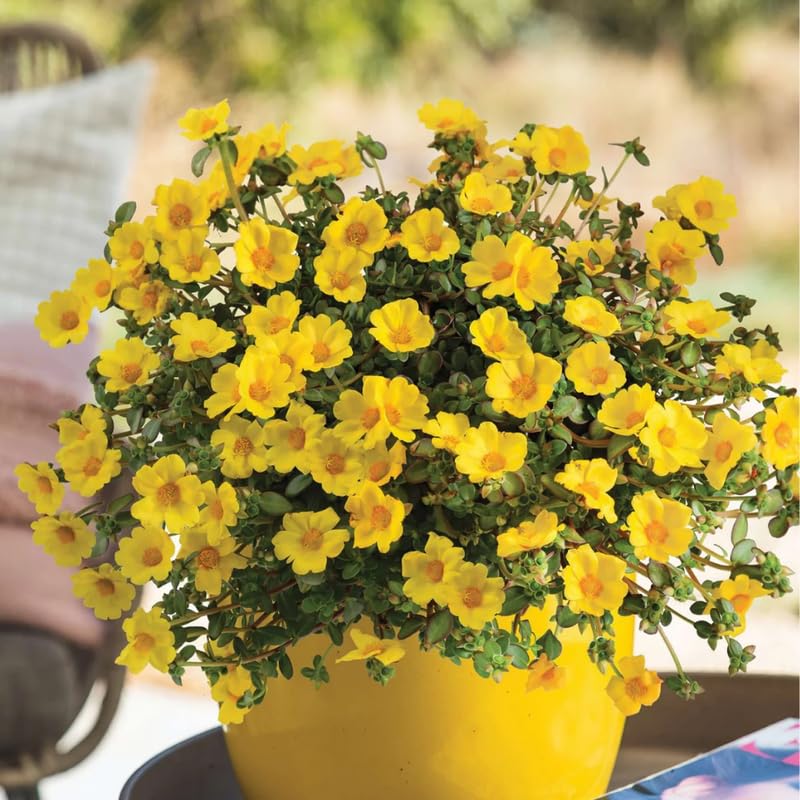4 Yellow Moss Rose Plants Live, Portulaca Ground Cover Flowers, 4-6 Inch Tall Plants for Garden or Containers