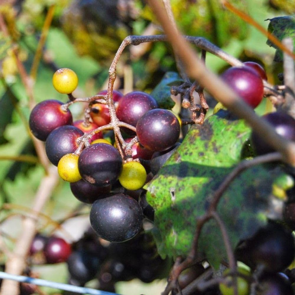 Muscadine Grape Vines Live Plant, 1 Gallon, 20-24" Height, Grape Plant for Outdoor Growing, No Ship to CA