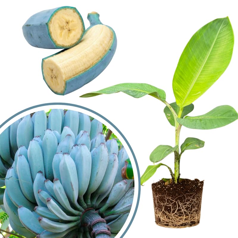 Blue Ice Cream Banana Tree Live Plant 4–7″ Tall, Tropical Banana Plant, Fast Growing, Indoor and Outdoor Growing