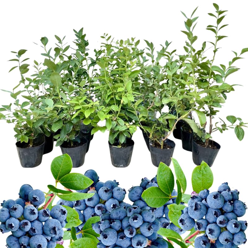 Sets 2 Blueberry Trees Live Plants, Blueberries Bushes, Hardy and High Yield, Seedlings Southern Highbush Blueberry Plants Live for Outdoor Growing, 5-7" Tall (Fast-Growing)