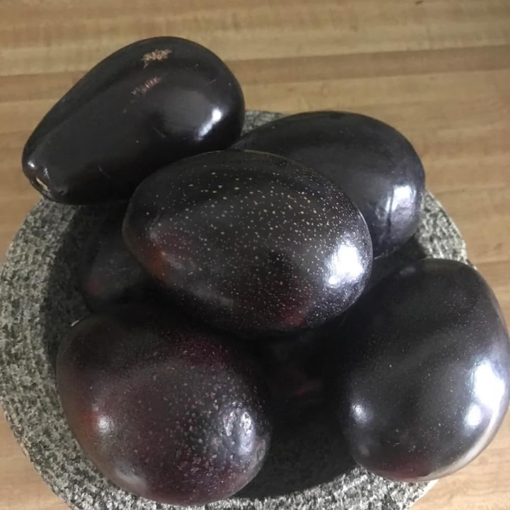 Black Avocado Tree, Avocado Trees Live Plants in 3 Gallon Pot, Fruit Bearing Plant for Outdoor Garden, 1-2 Feet Tall, No CA