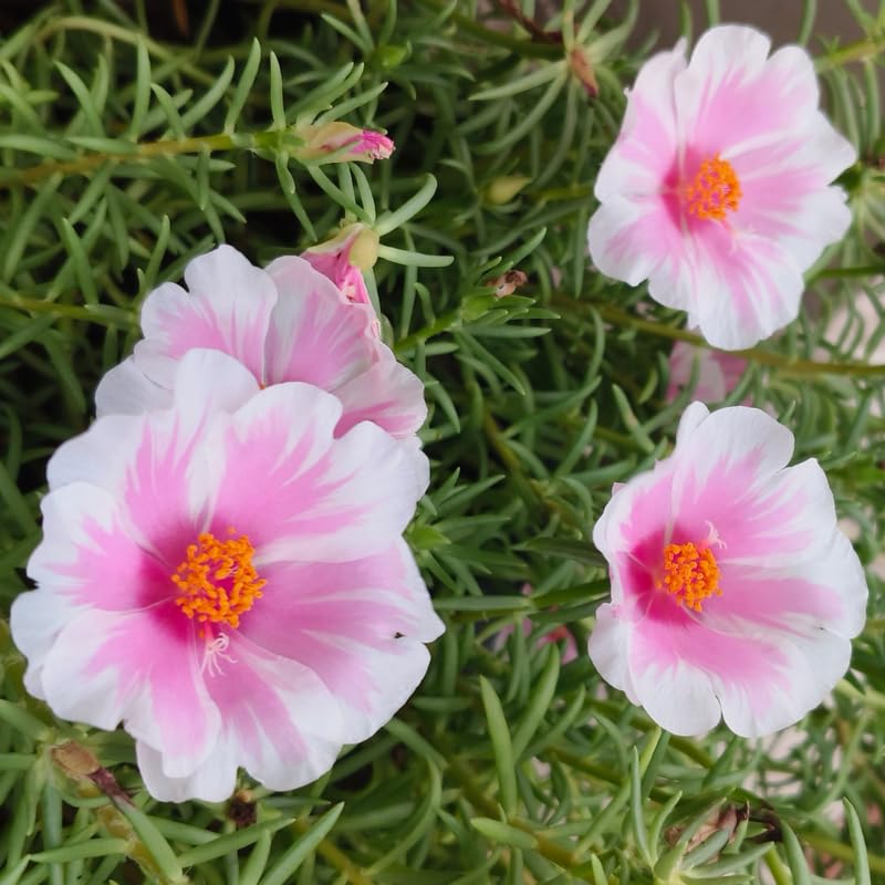 4 Pink White Moss Rose Plants Live, Portulaca Ground Cover Flowers, 4-6 Inch Tall Plants for Garden or Containers