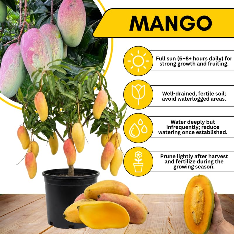 Valencia Mango Tree Live Plant 2.5-3 Ft Tall, Tropical Fruit Tree for Garden Planting, Outdoor Mango Plant in 3 Gallon Pot, No Ship to CA