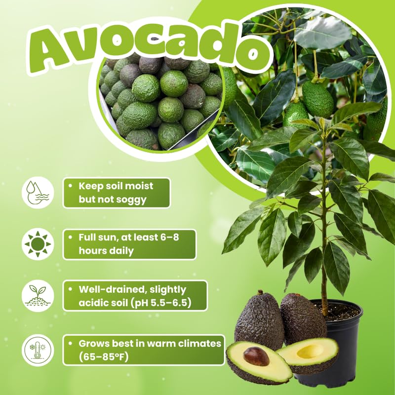 HASS Avocado Tree 3-3.5 Feet Tall, Cold Hardy Avocado Tree Seedlings in 3 Gallon Pot, Container or Garden Planting