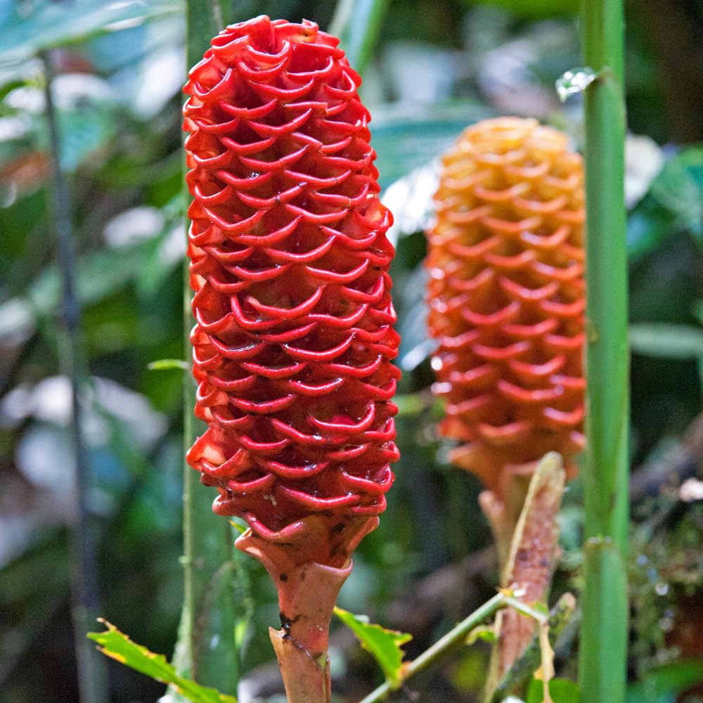 2 Awapuhi Shampoo Ginger Plants 4-6 Inch, Live Zingiber Zerumbet Pinecone Ginger Starter, Fast Growing, Easy Care