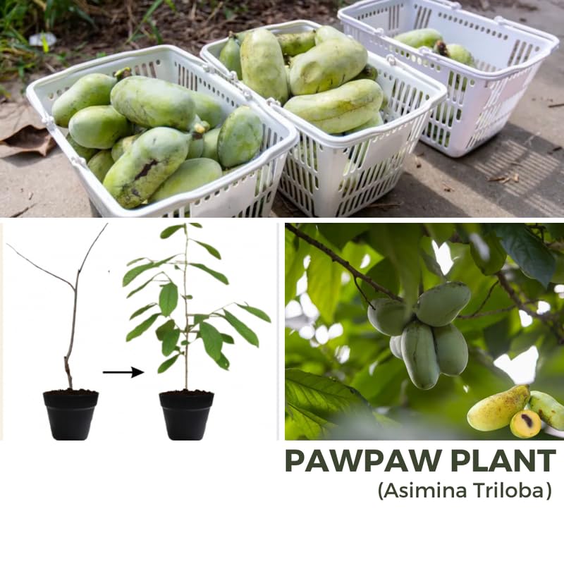 1 Year Old Paw Paw Tree Live Plant for Spring Gardening, 6" to 12" in Tall, No Pot, Cold Hardy, Asimina Triloba Live Common Pawpaw Tree